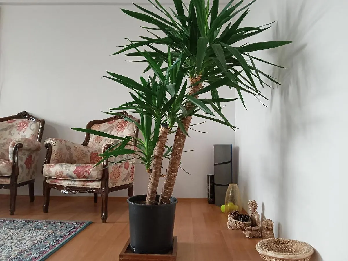 Single Room, Одноместная Комната В Доме, Chambre D'Une Personne, Habitacion Individual Istanbul 0*,  Turkey